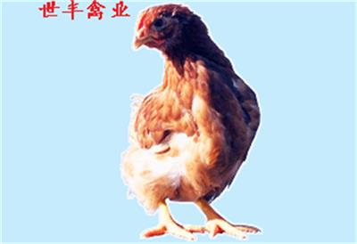 开封蛋鸡育成鸡厂家 河南海兰褐脱温鸡 京红罗曼灰青年鸡 高品质蛋鸡青年鸡