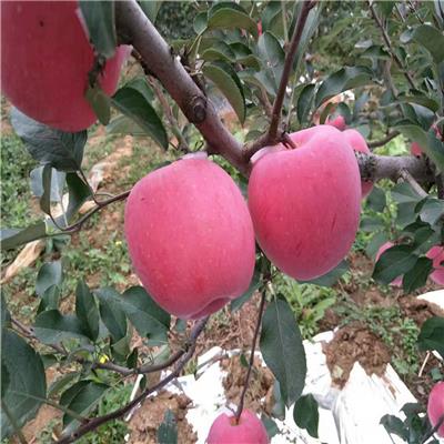 鲁丽苹果苗哪里有供应-苹果苗栽培步骤