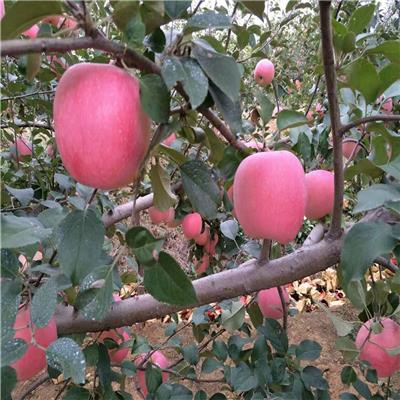苹果苗夏季注意的事项和苗木老化应对