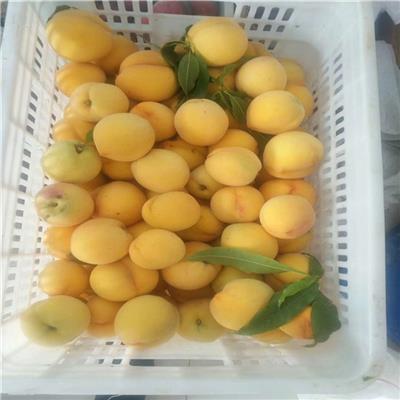 新品种桃树苗价格