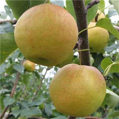 矮化m26苹果苗有，矮化m26苹果苗价格一颗，矮化m26苹果苗价格