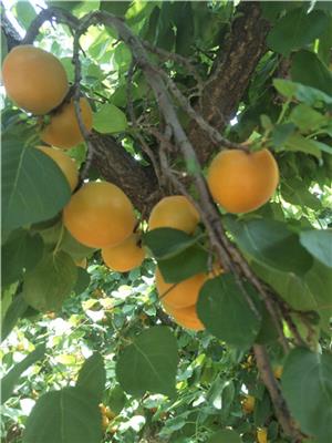 新品种杏树苗的种植和管理