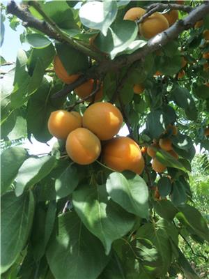 金皇后杏树苗高产栽培种植技术