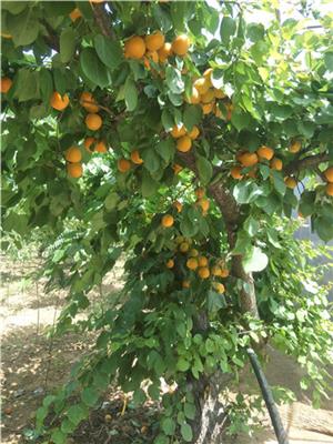 杏树苗的栽培嫁接