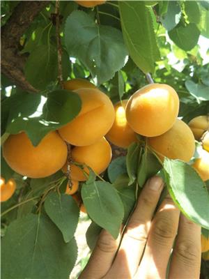 选择杏树苗种植地的标准[杏树苗基地]
