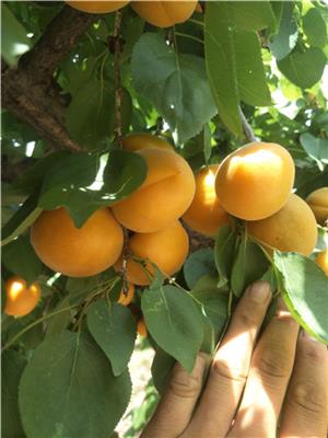 哪里卖杏树苗 杏树苗的培育方法