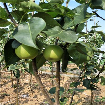 梨树苗套袋技术介绍-哪里可以卖梨树苗