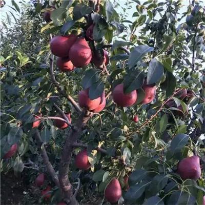 早酥红梨树苗栽培种植技术-成优供应苗木
