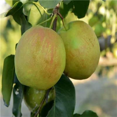 冬季种植早酥梨树苗注意事项