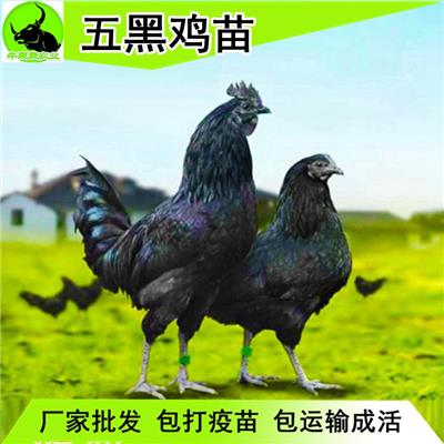 鸡养殖孵化场出售广西南宁五黑鸡苗批发|2019年麻羽绿壳蛋鸡苗价格