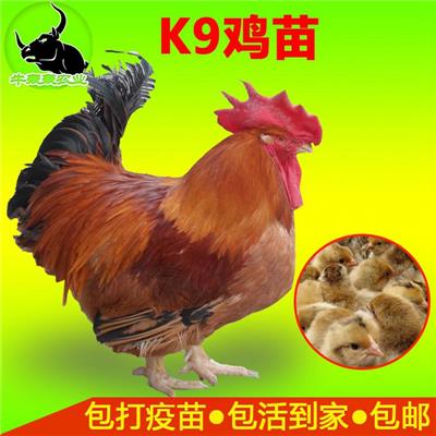 2020年今日贵州普安K9麻黄鸡苗批发市场-882鸡苗价格包邮