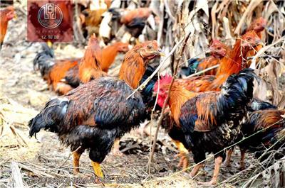 深圳石井放养的原生态土鸡走地鸡那里有卖 多少钱一斤怎么联系