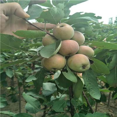 合肥优质苹果树苗批发 鲁丽苹果树苗 高成活率