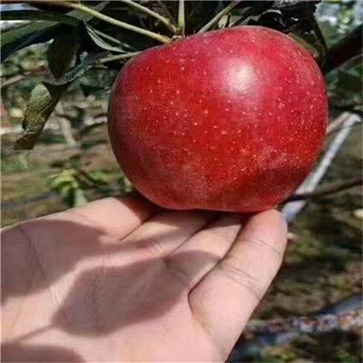 昆明2020年新品种苹果树苗批发 鲁丽苹果树苗 上市早价格高
