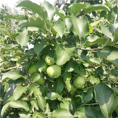北京4公分苹果树苗批发价格 鲁丽苹果树苗 省时省工用药少