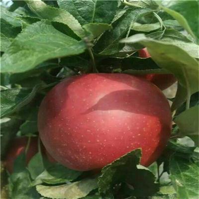 天津4公分苹果树苗批发价格 鲁丽苹果树苗 提供技术指导
