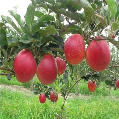 合肥5公分苹果树苗批发价格 鲁丽苹果树苗 提供技术指导
