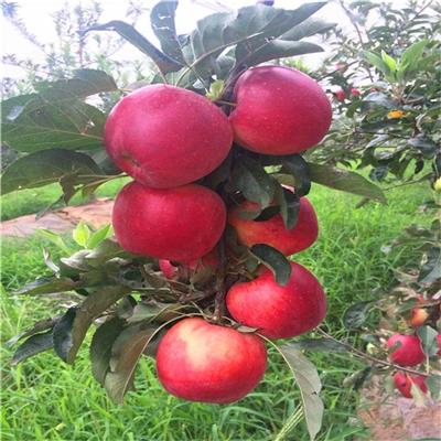 7月份成熟苹果树苗品种介绍 鲁丽苹果树苗 产量高易管理