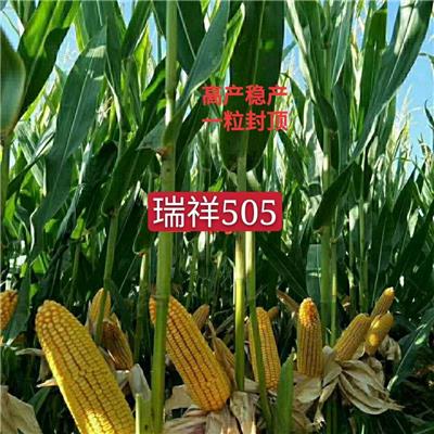 玉米种瑞祥505高产红轴大棒粮饲兼用