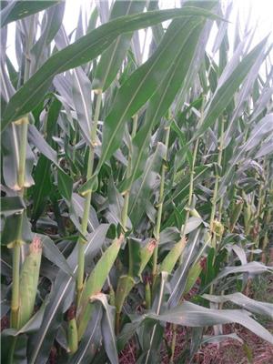 玉米种金农9白轴大棒耐旱抗病抗倒高产活秆成熟粮饲兼用