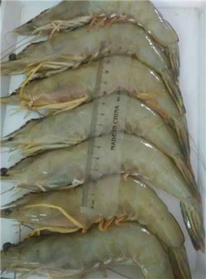 厄瓜多尔白虾进口到天津港报关流程