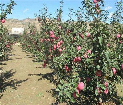 批发供应1-5公分的品种苹果树苗