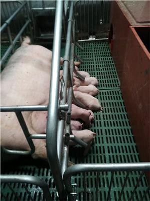 母猪产床 猪用双体产床尺寸 猪用产保一体 猪产床价格