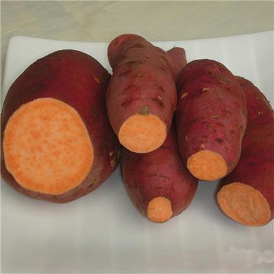 西瓜红红薯图片 红薯苗图片