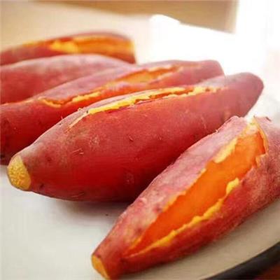 西瓜红颜色 西瓜红种苗红薯苗品种介绍