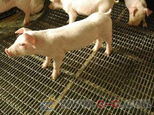 养猪使用的网 养猪用的轧花网 铁轧花网