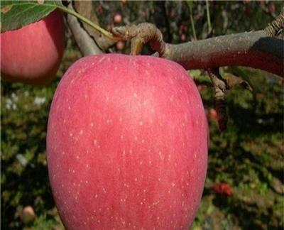 种植红富士苹果苗、红富士苹果苗发源地