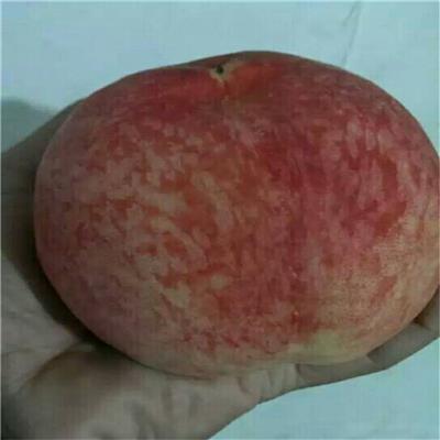 映霜红桃树苗价格  基地批发映霜红蜜桃品种