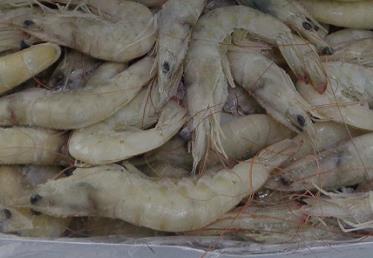 越南冷冻白虾进口报关国内外需要资料