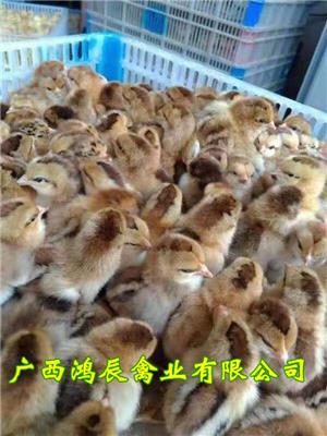 惠州桂香土鸡苗供应商