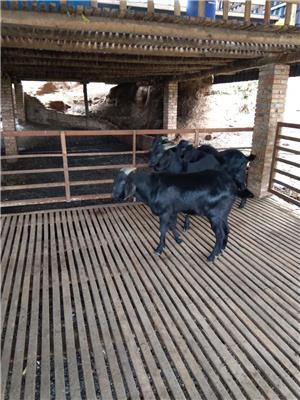 重庆市纯种努比亚黑山羊种羊场