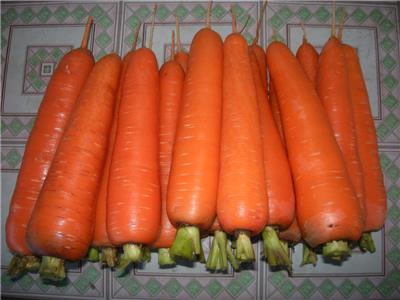 工厂农产品蔬菜配送公司—胡萝卜