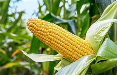 宏鸿农产品一站式配送服务—玉米