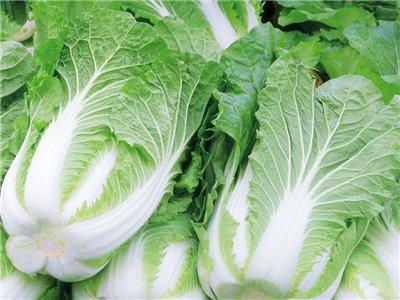 蔬菜配送供应商—白菜