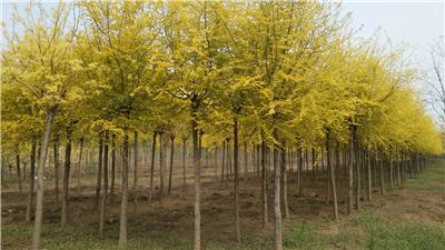 基地批发榆树小苗绿化植物价格