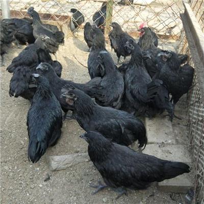 江西泰和有五黑绿壳蛋鸡种鸡苗销售