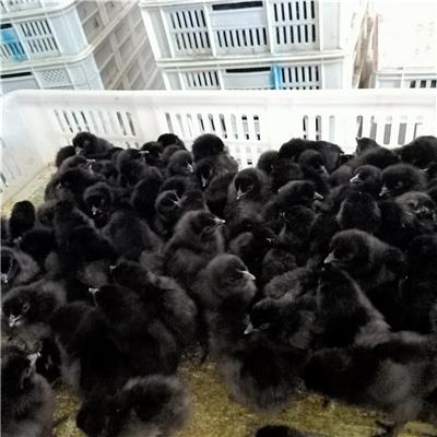 五黑绿壳蛋鸡苗 淮安市绿壳蛋鸡苗批发费用 合作养殖