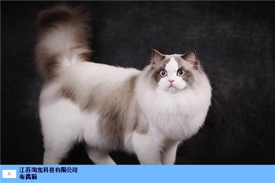 淮安海双布偶猫一只 江苏淘宠科技供应