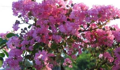 葫芦岛紫薇