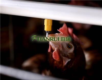 自动化蛋鸡养殖设备 自动化蛋鸡养殖系统 底价批发
