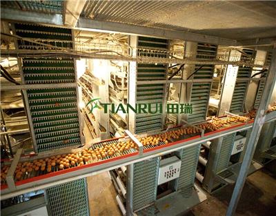 蛋鸡养殖自动化设备 鸡笼 厂家直供