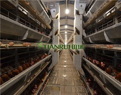 蛋鸡养殖自动化设备 蛋鸡笼 底价批发