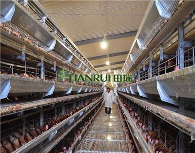 智能蛋鸡养殖设备 自动化蛋鸡养殖系统 厂家直供