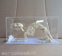 J43106兔骨骼标本