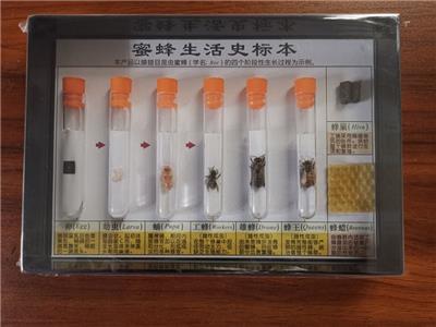 43102 蜜蜂生活史标本
