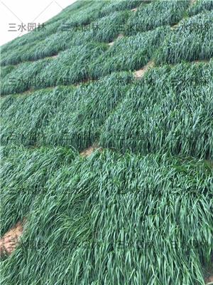 广州护坡草籽批发在哪购买